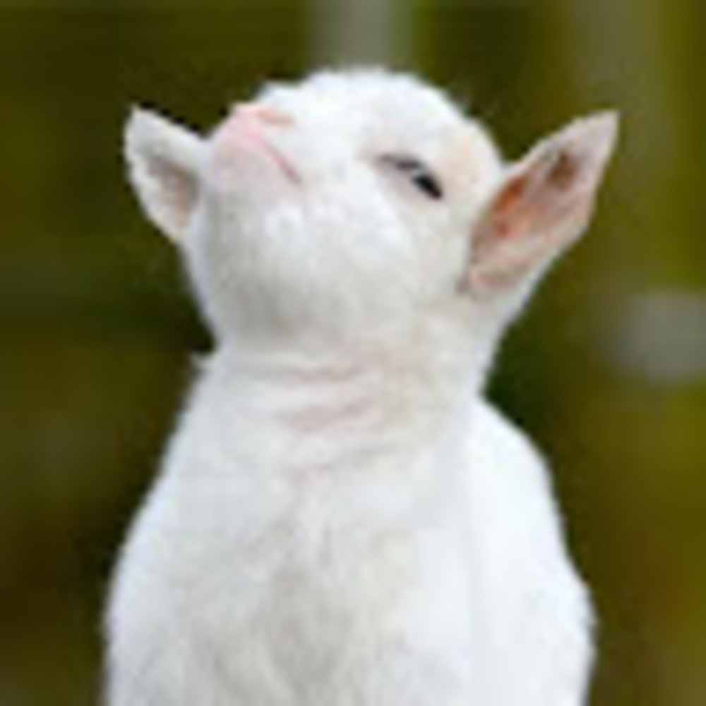 Meet your Posher, Ecem